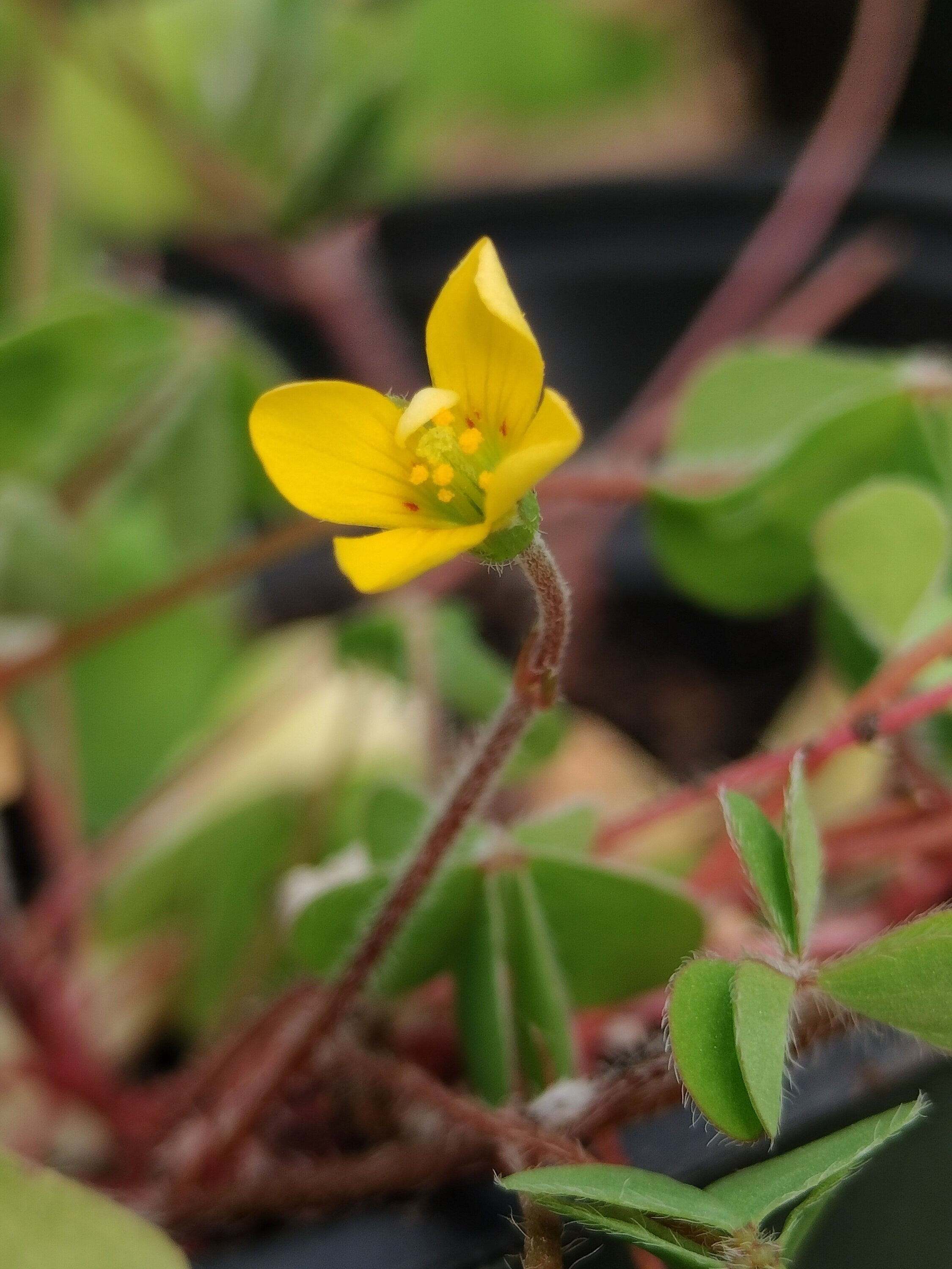 Live plant Clover Oxalis corniculata creeping yellow woodsorrel House Plant Yellow Flowers Clover Oxalis Ground Cover GreenHouse house plant