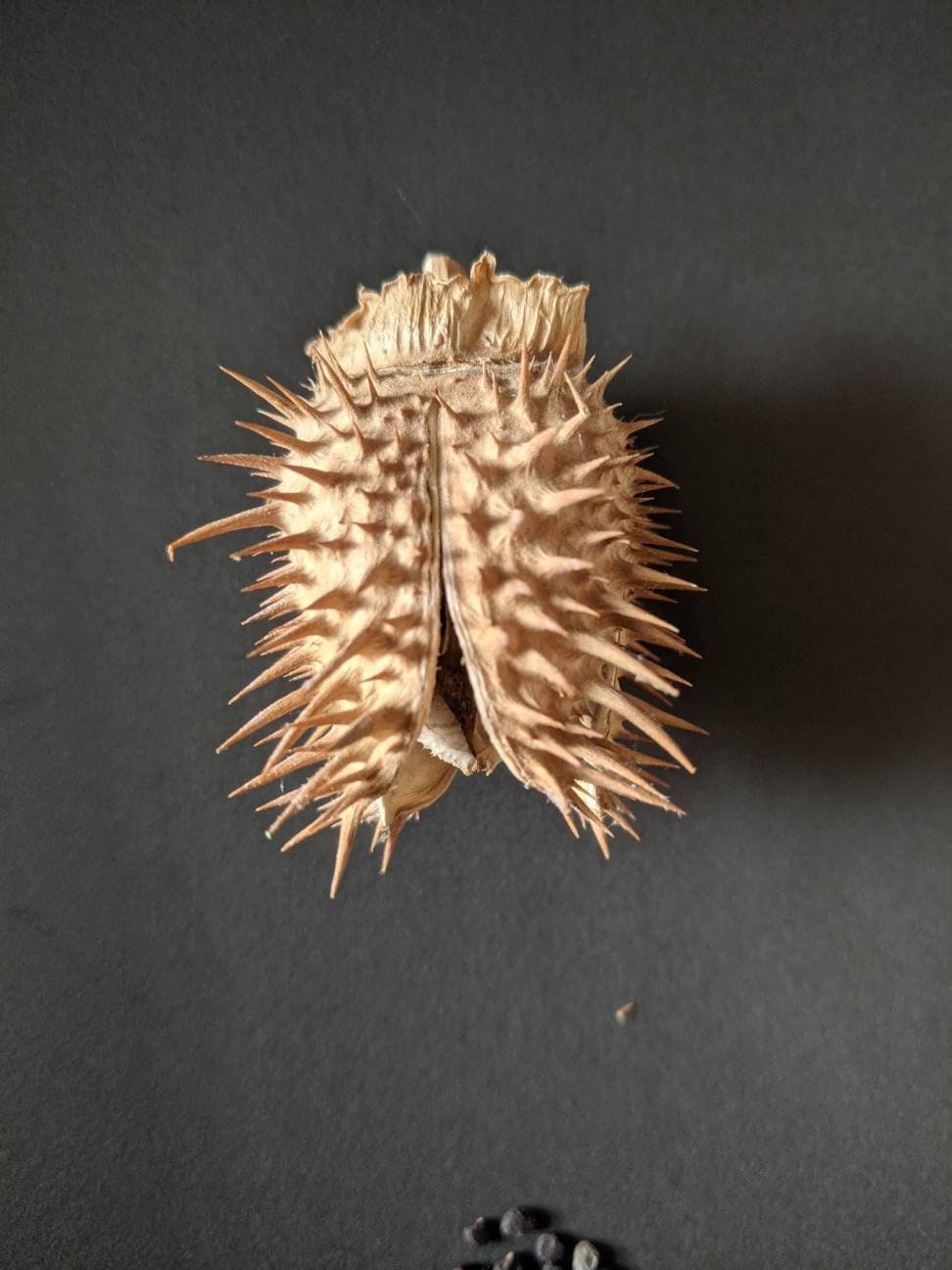 moonflower blooms at night Beautiful bloom Seeds 50ct