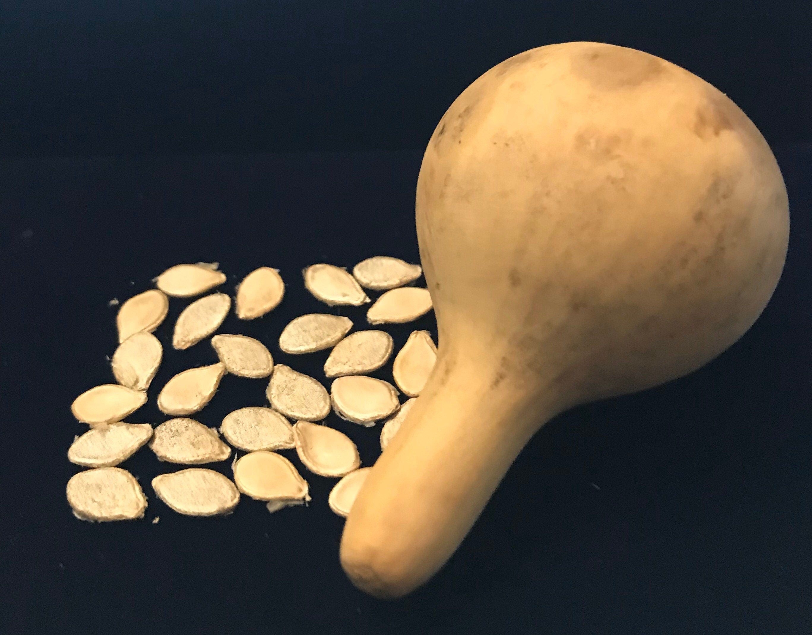 Tennessee Spinner Gourd seeds Tennessee dancing gourd sun loving organic white flower vine arch plant small gourd gift seed home décor gift