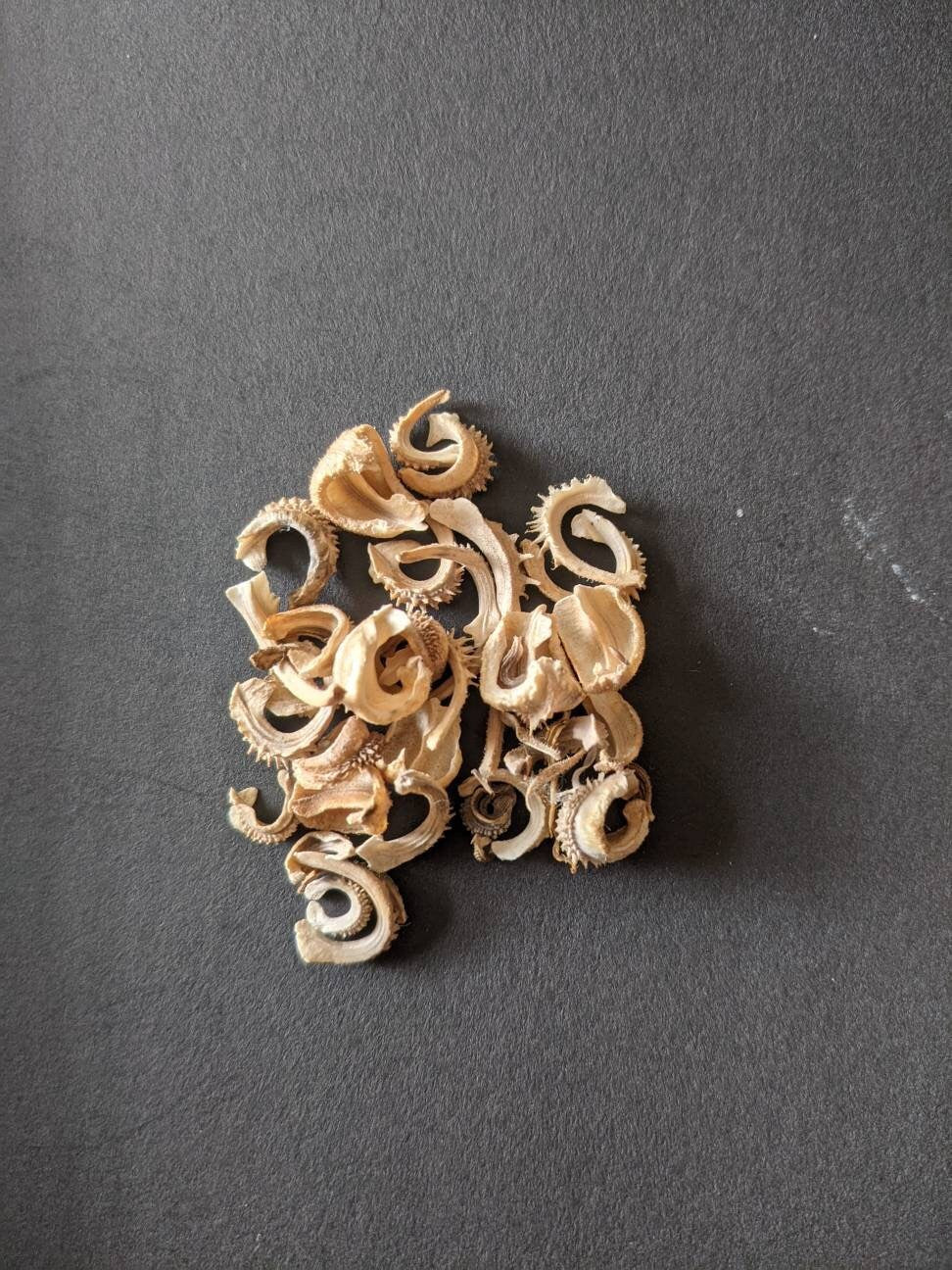 Calendula Flower Seed land scape skin care calendula garden organic seed winter bloom easy grow calendula tea flower organic skincare