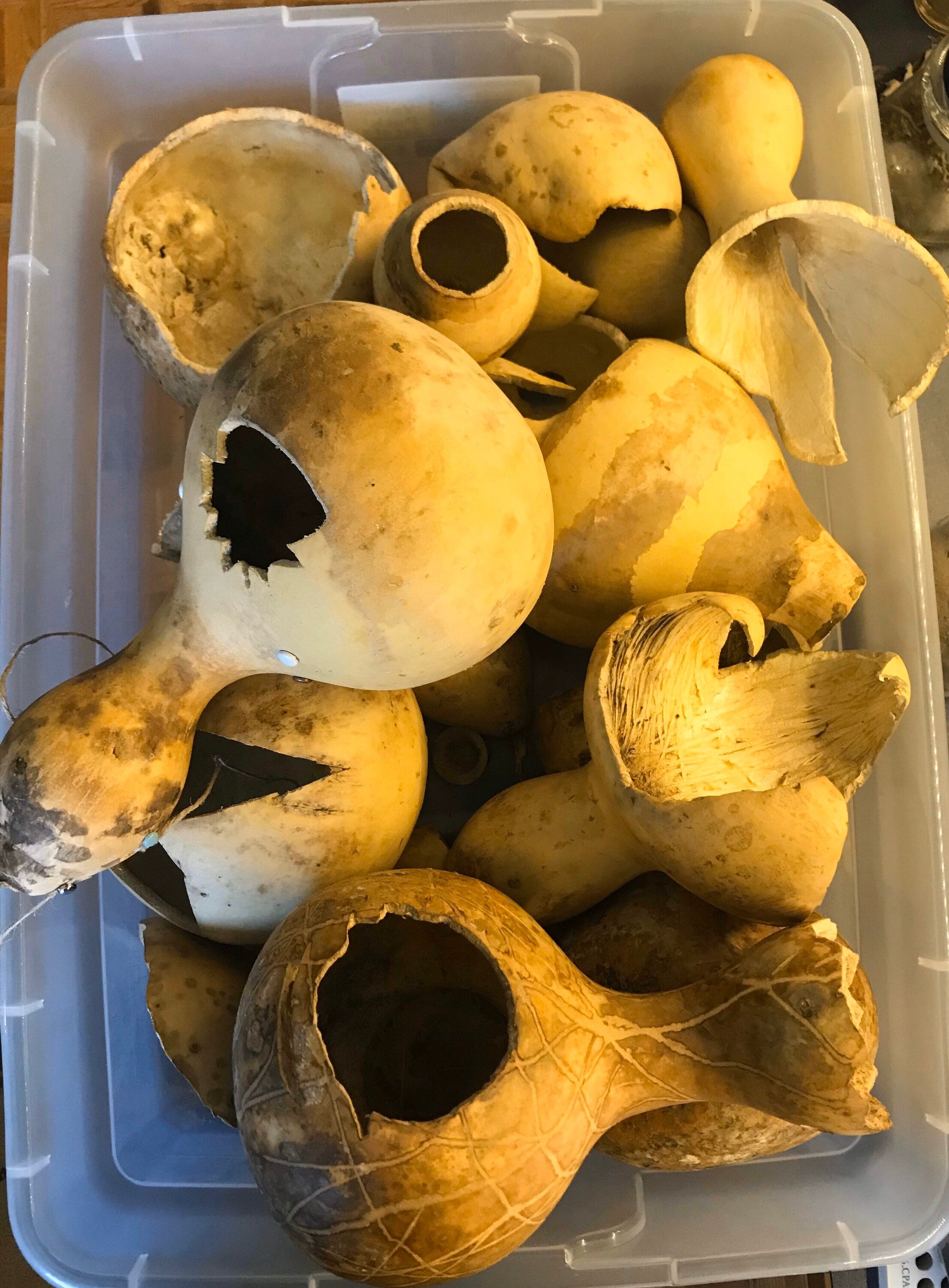 Birdhouse Gourd Seeds Large Gourd Seeds 35count, large gourds, white flowers, vine, Arch plants, fast growing, all organic, sour melons,