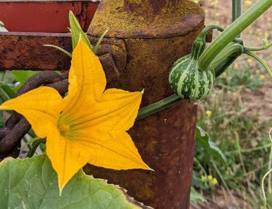 Dancing Gourd Seed Sun Loving Tennessee Spinners Organic Yellow Flower Vine Arch Plant Small Gourd Gift Seeds Home Décor Gift natural maraca