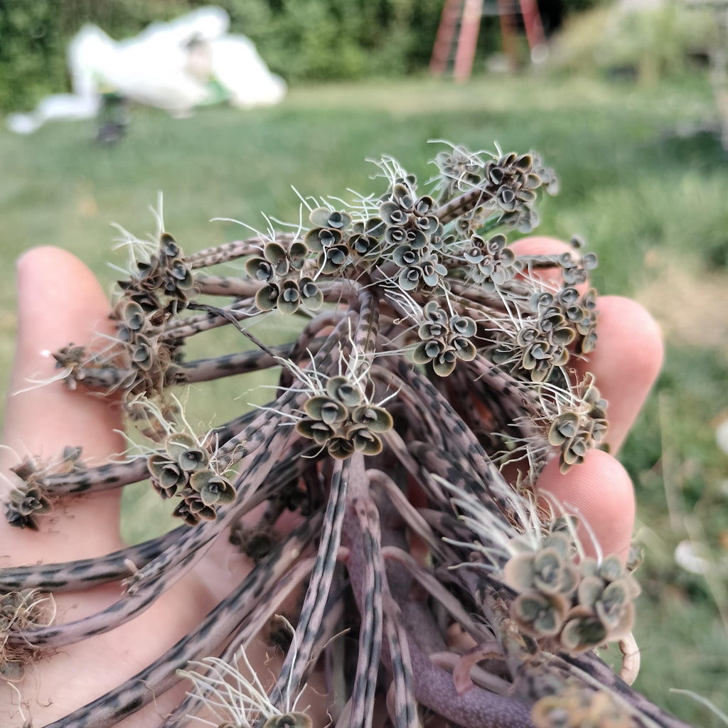 mother million babies succulents Madagascar rare plant zones 10-12 gift energy plant (25 count)