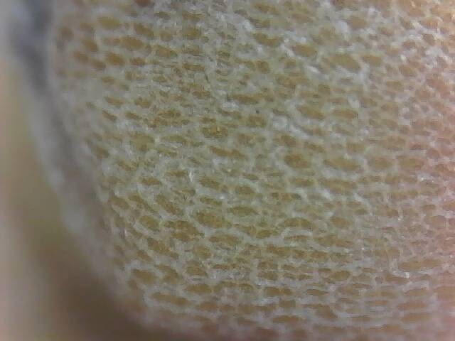 Radish seeds garden edible plant seed bank radish seed radish