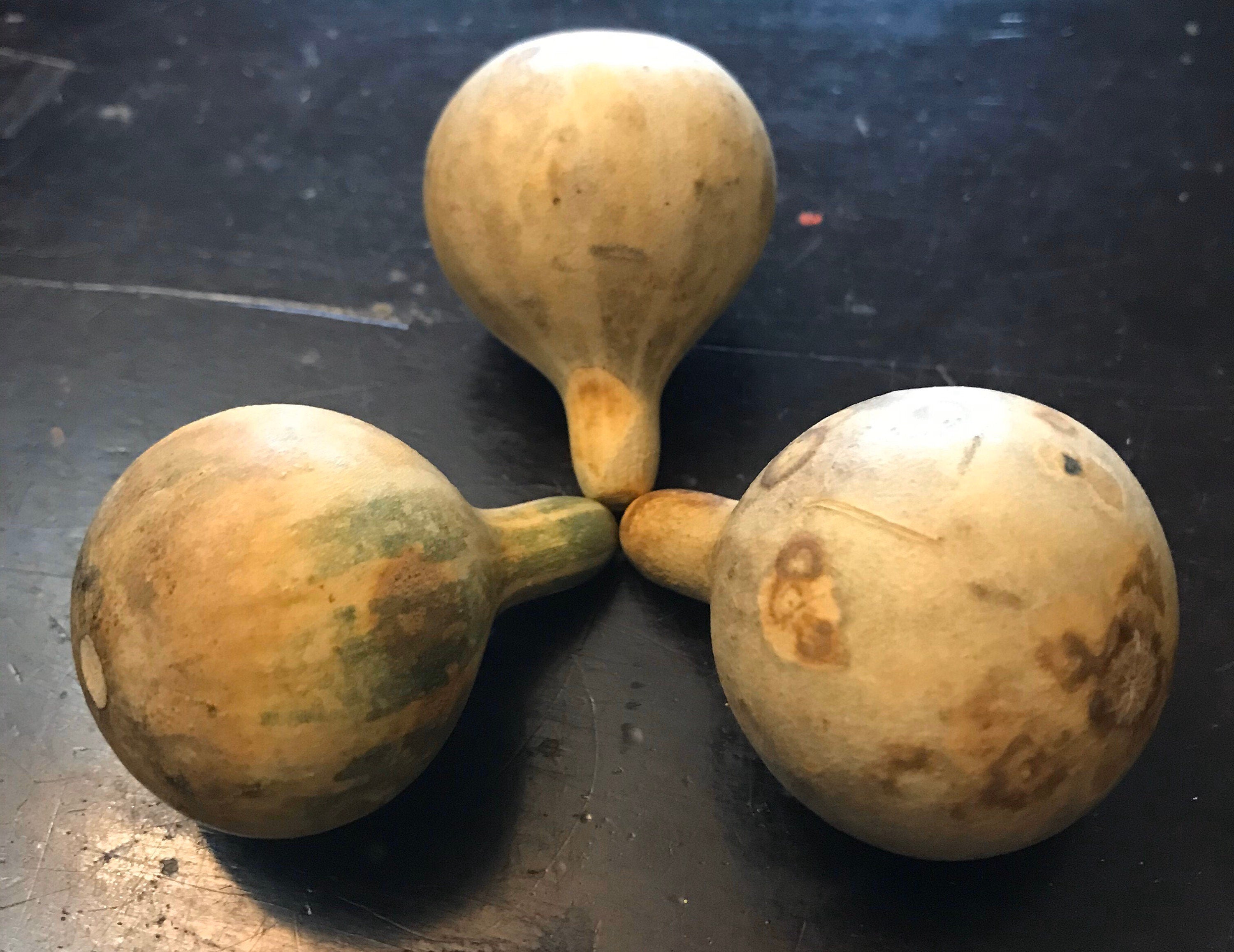 Dry Tennessee dancing Spinning Gourds decorations seed vine Arch loving small gourd dancing gourd fast growing home décor house art maraca