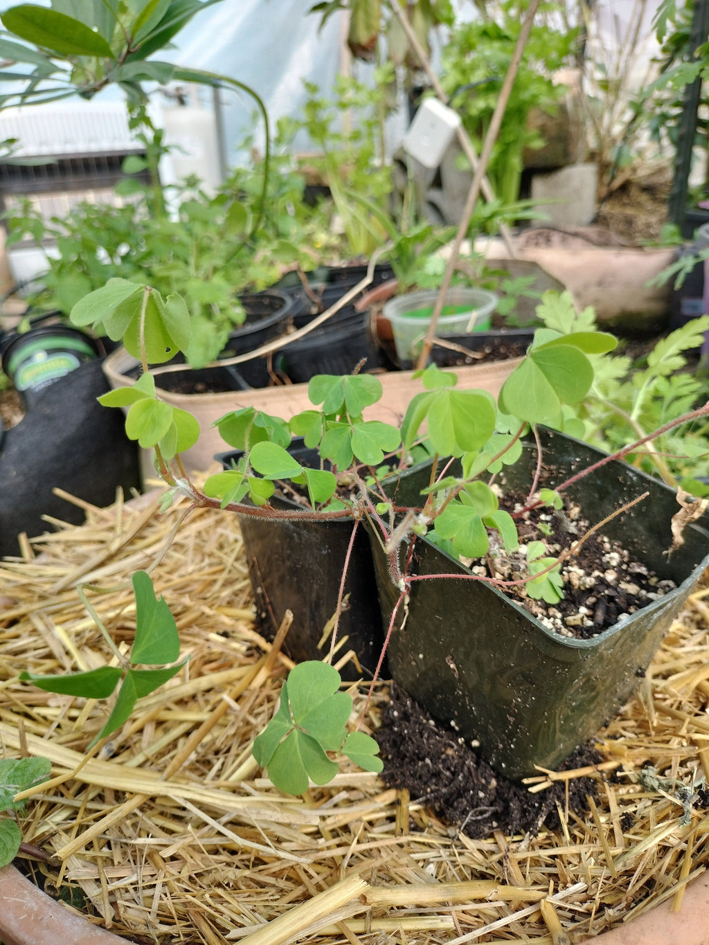 Live plant Clover Oxalis corniculata creeping yellow woodsorrel House Plant Yellow Flowers Clover Oxalis Ground Cover GreenHouse house plant