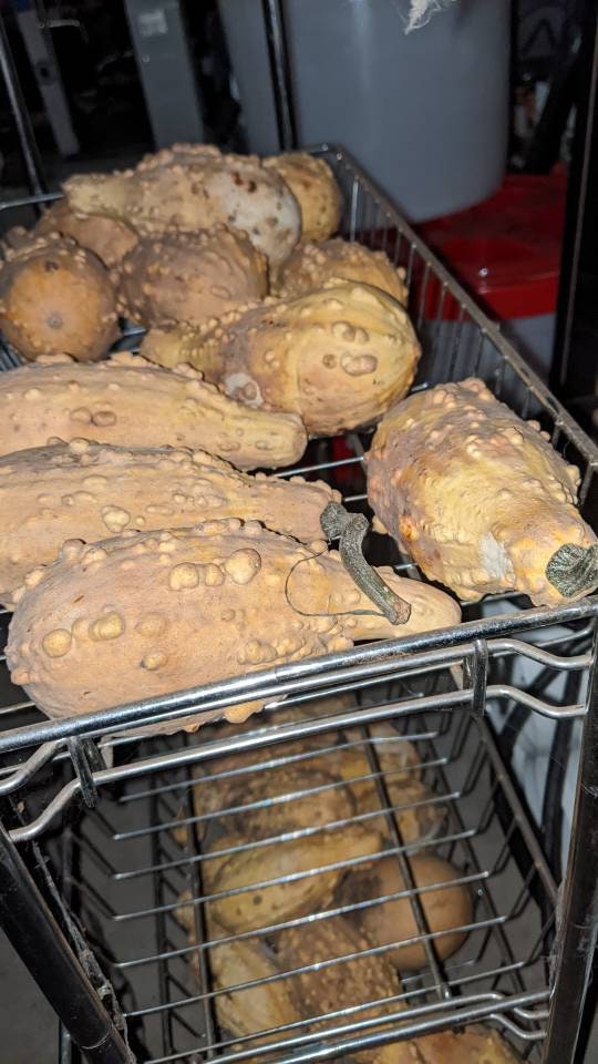 Home grown organic Dried Gourds 3 ct