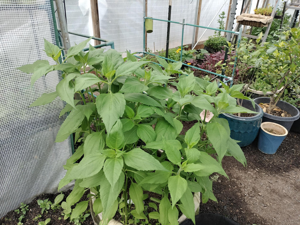 Jerusalem artichokes