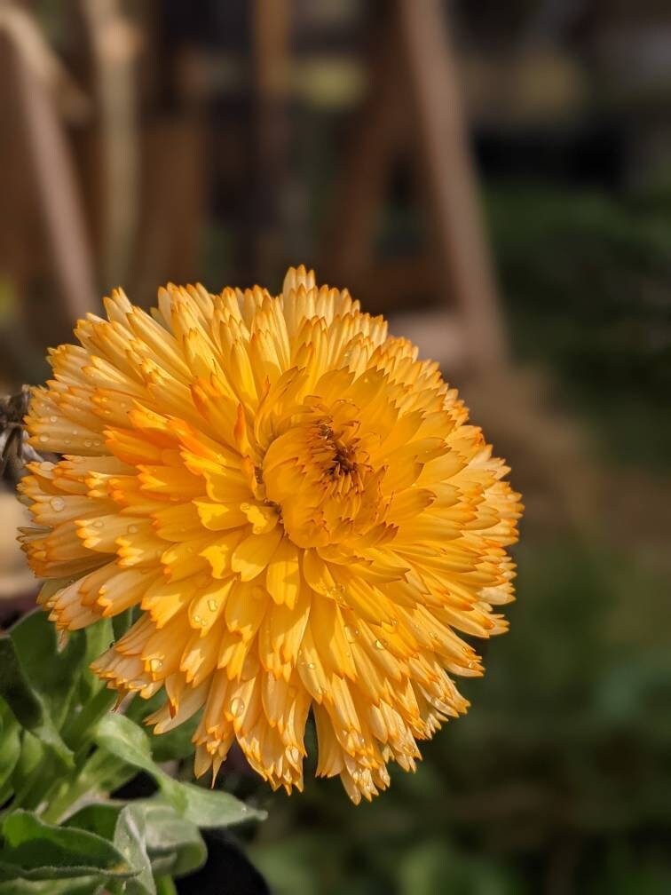 Calendula Flower Seed land scape skin care calendula garden organic seed winter bloom easy grow calendula tea flower organic skincare