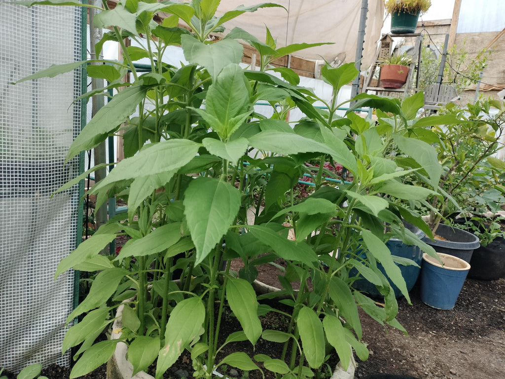 Jerusalem artichokes