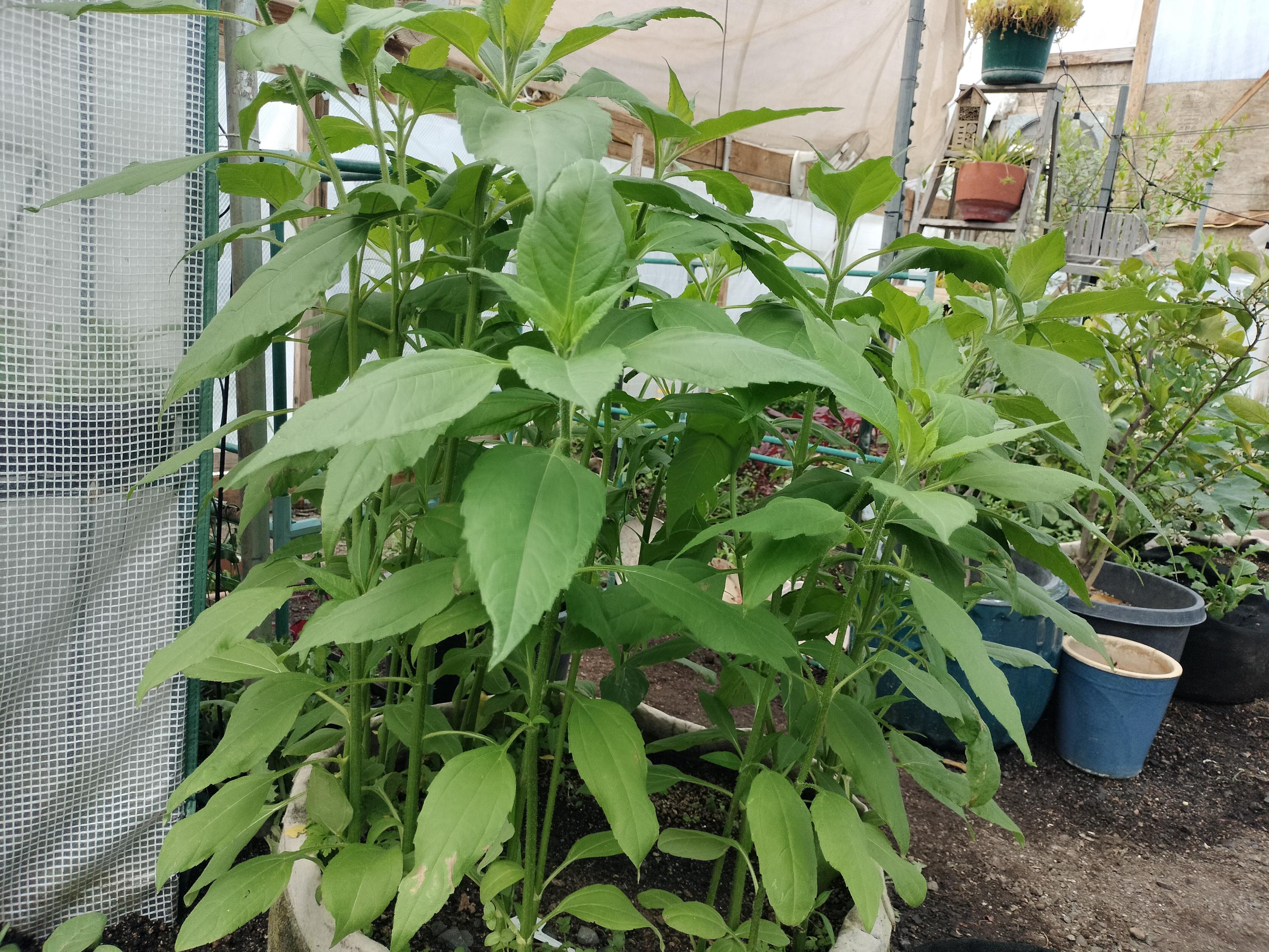 Jerusalem artichokes