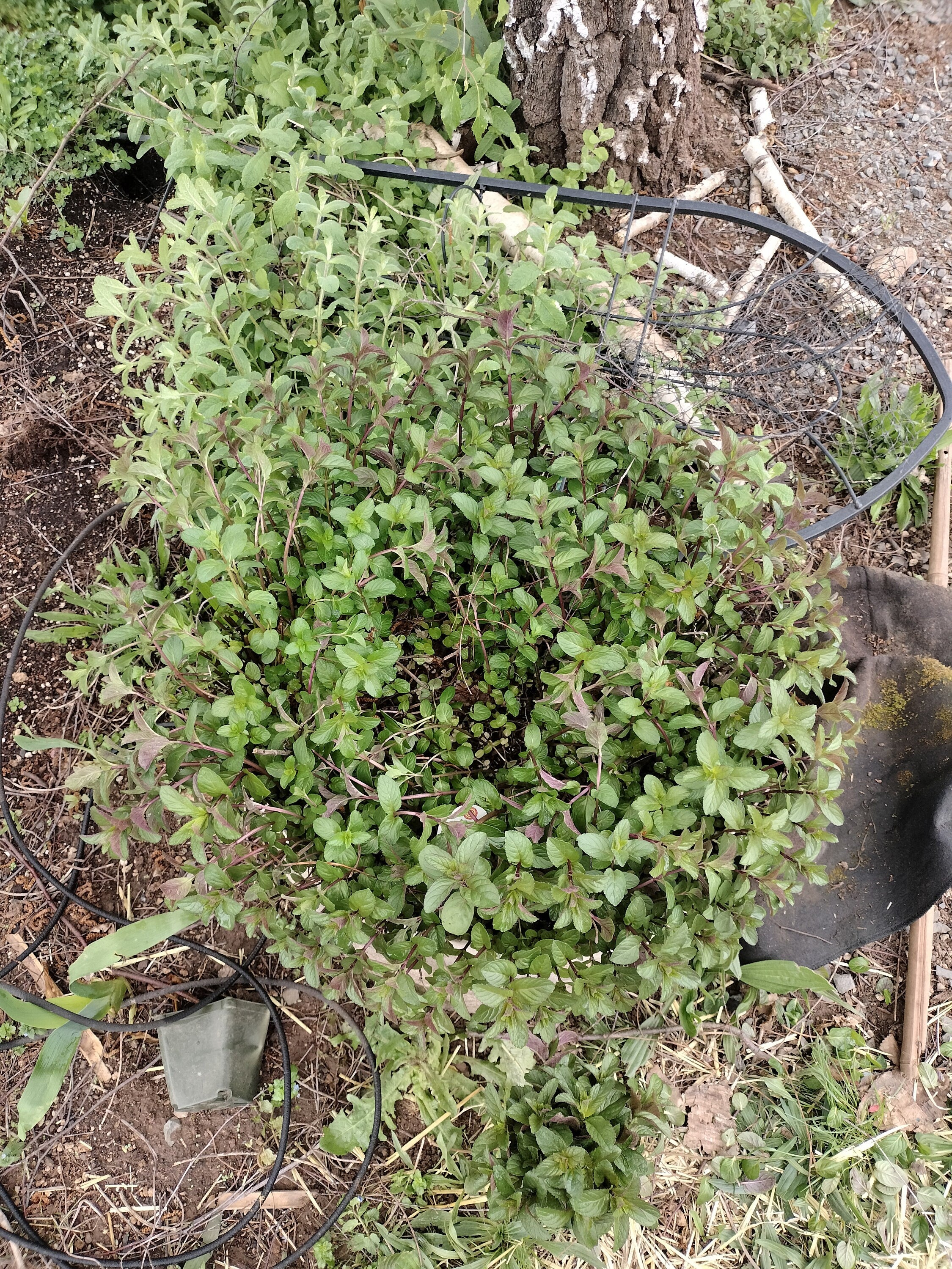 chocolate mint cutting or potted live plant beautiful purple flowers mint cutting chocolate mint tea detergent plant for bugs mint bees