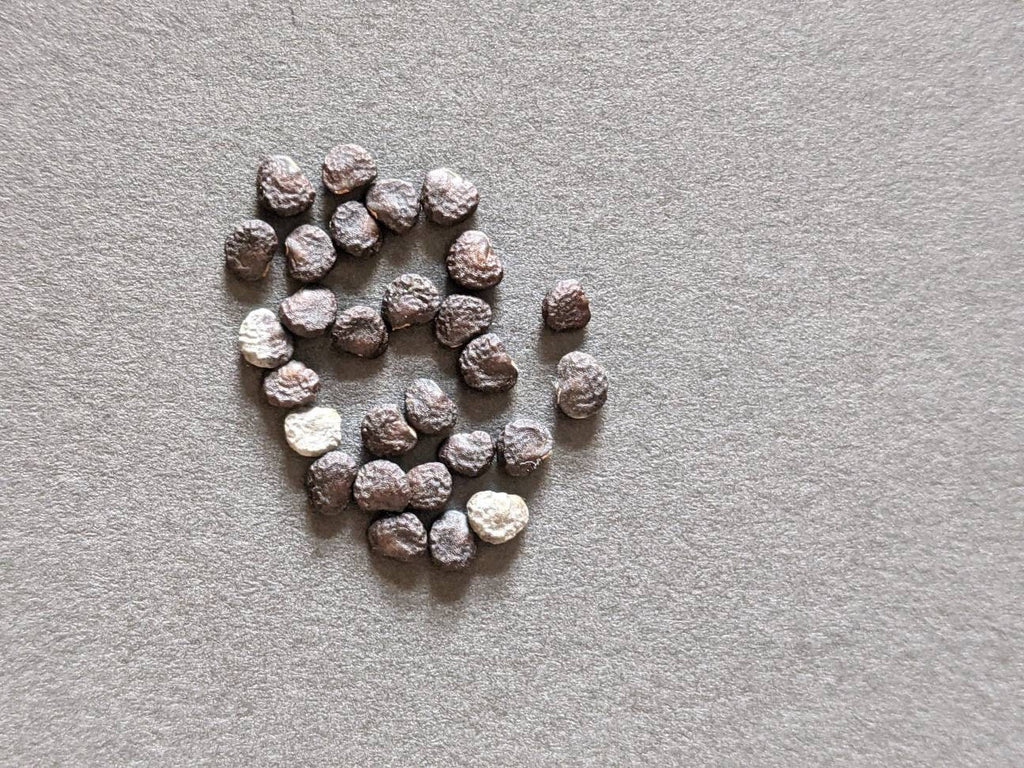 moonflower blooms at night Beautiful bloom Seeds 50ct