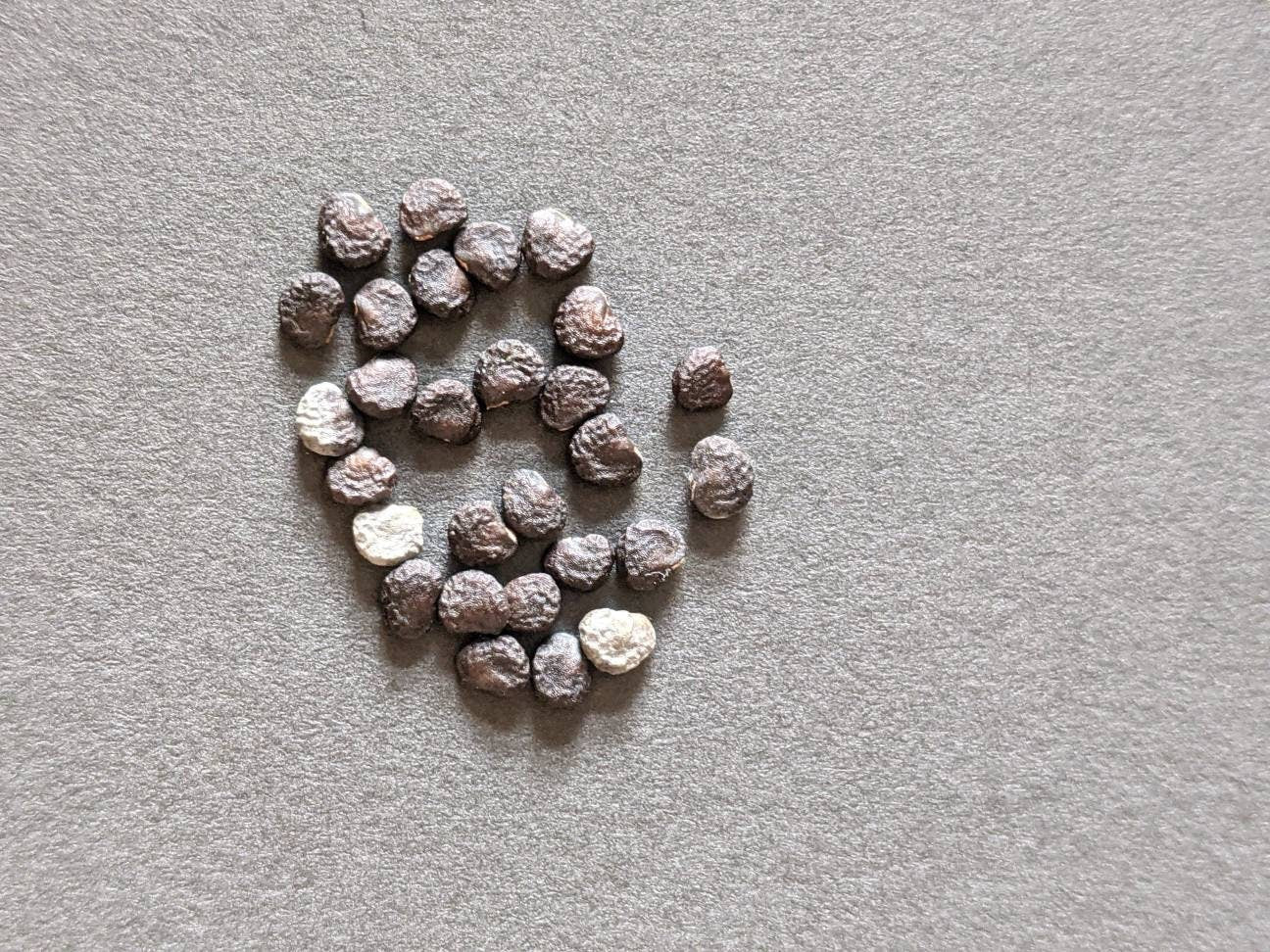 moonflower blooms at night Beautiful bloom Seeds 50ct