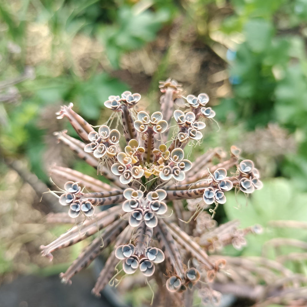 mother million babies succulents Madagascar rare plant zones 10-12 gift energy plant (25 count)