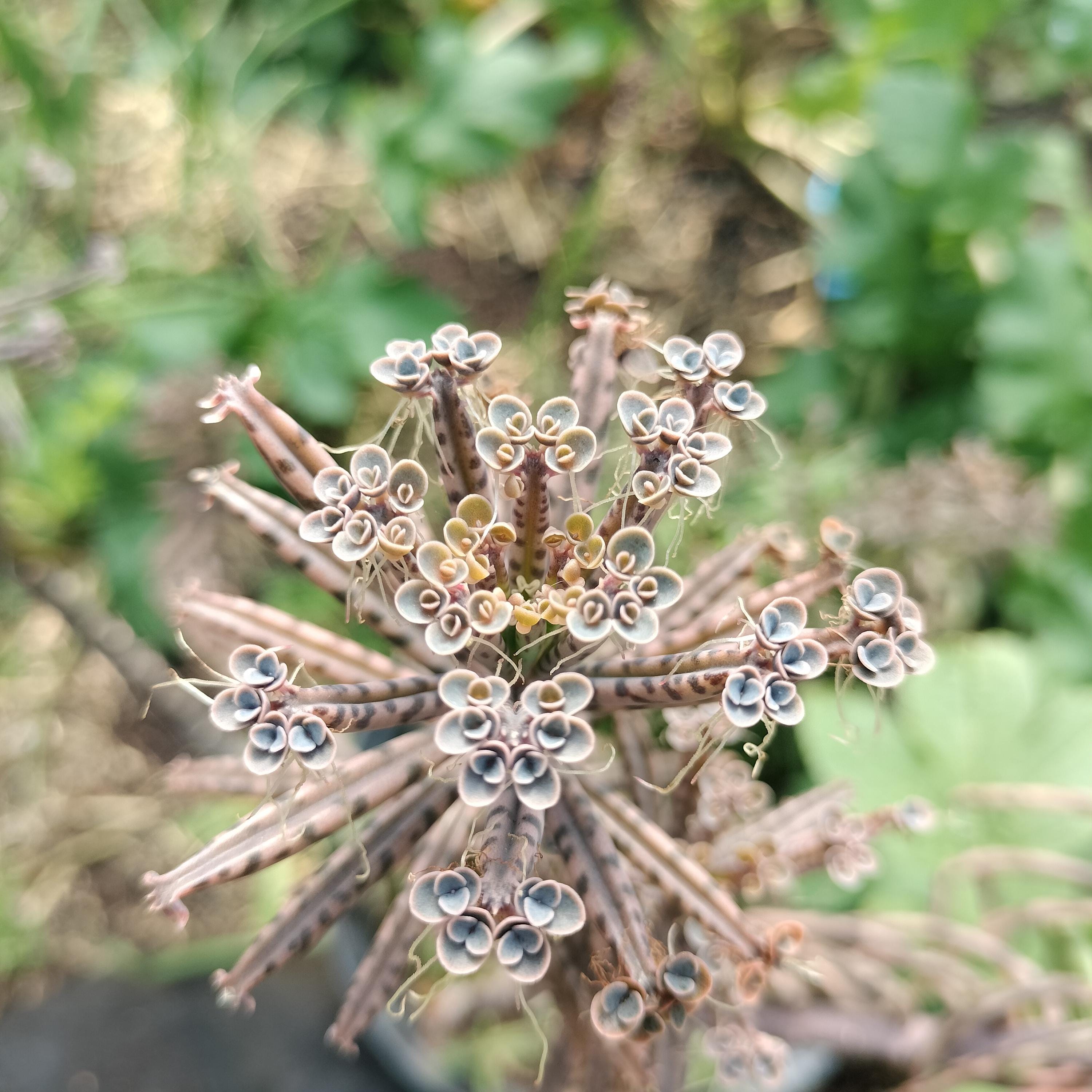 mother million babies succulents Madagascar rare plant zones 10-12 gift energy plant (25 count)