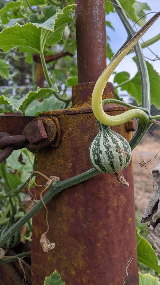 Dancing Gourd Seed Sun Loving Tennessee Spinners Organic Yellow Flower Vine Arch Plant Small Gourd Gift Seeds Home Décor Gift natural maraca