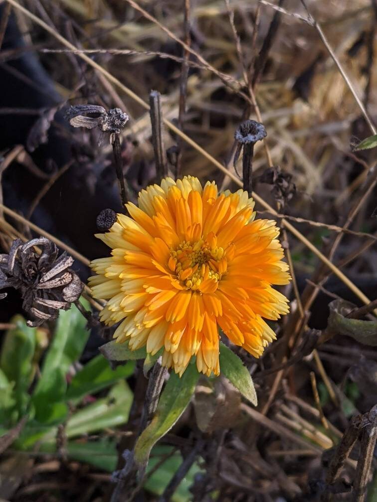 Calendula Flower Seed land scape skin care calendula garden organic seed winter bloom easy grow calendula tea flower organic skincare