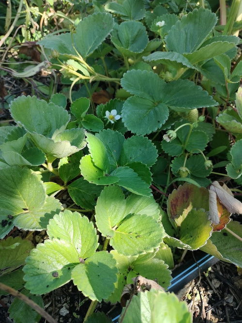 Organic Fragaria Strawberry Plants Bareroot and live Plants in 4 inch pots , edible garden , strawberry, live plant , Bareroot , beautiful