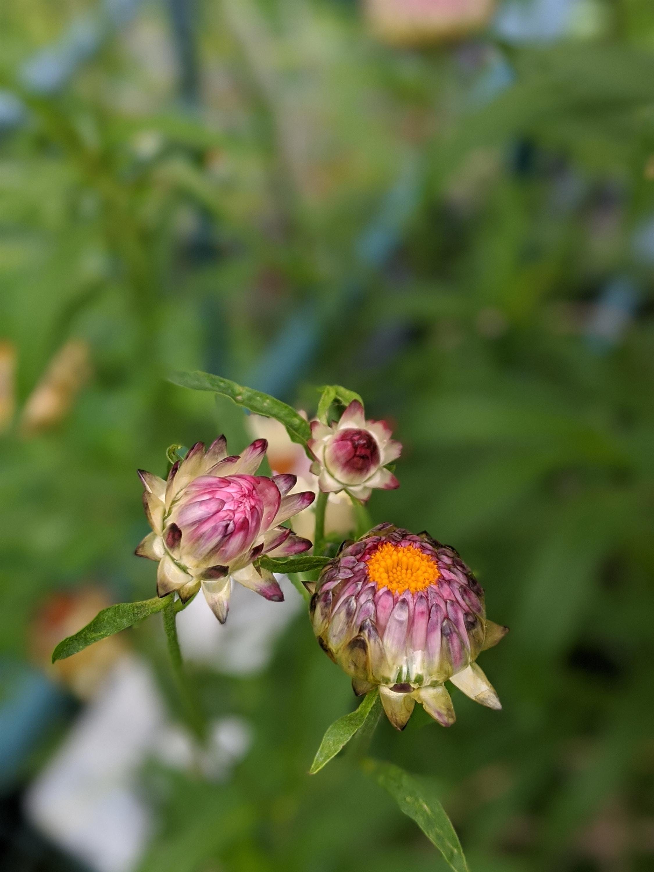 Strawflower helichrysum flower seed beautiful flowers garden accent all colors mix strawflower seed
