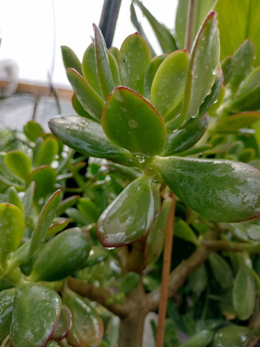 New House Plant Gift Garden plant Large Jade Plant Crassula rooted starts