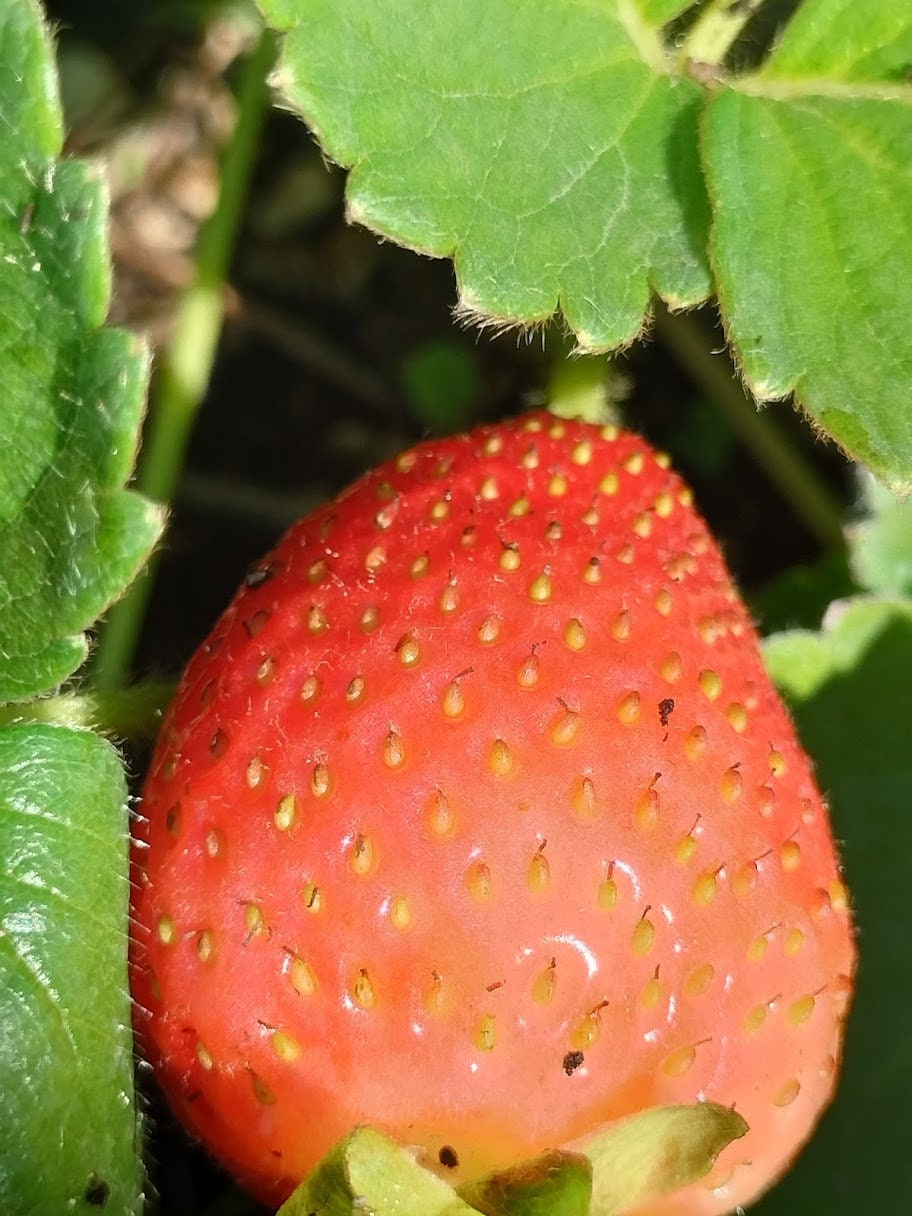 Organic Fragaria Strawberry Plants Bareroot and live Plants in 4 inch pots , edible garden , strawberry, live plant , Bareroot , beautiful