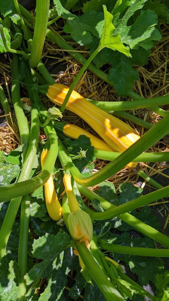 Freeze dried seasoned Zuici chips 2oz