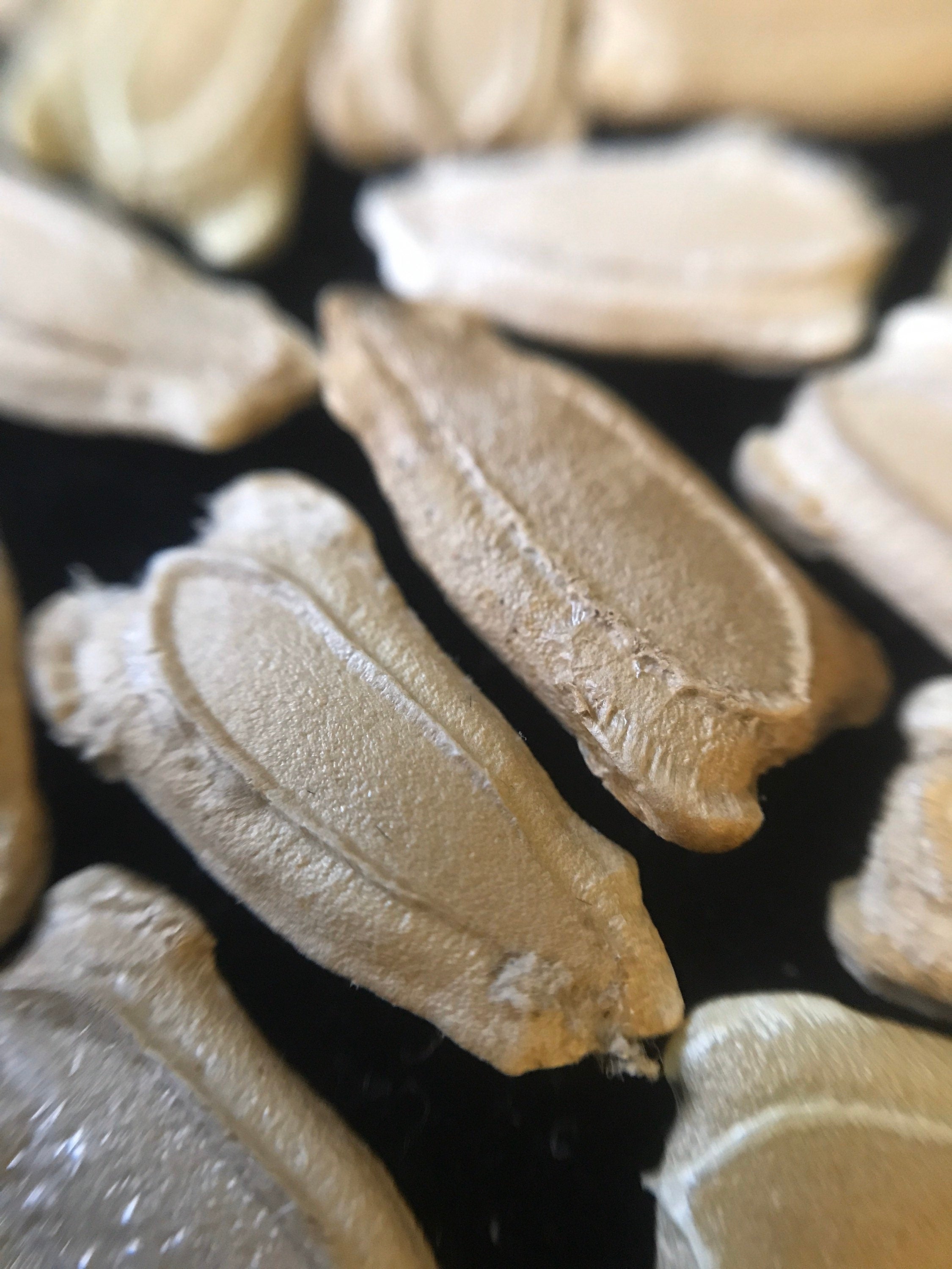 Birdhouse Gourd Seeds Large Gourd Seeds 35count, large gourds, white flowers, vine, Arch plants, fast growing, all organic, sour melons,