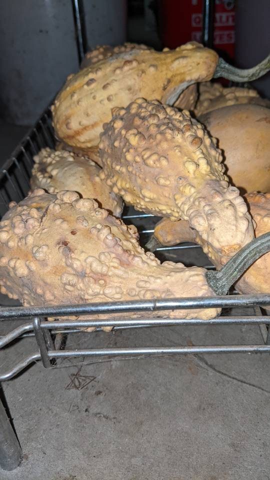 Home grown organic Dried Gourds 3 ct