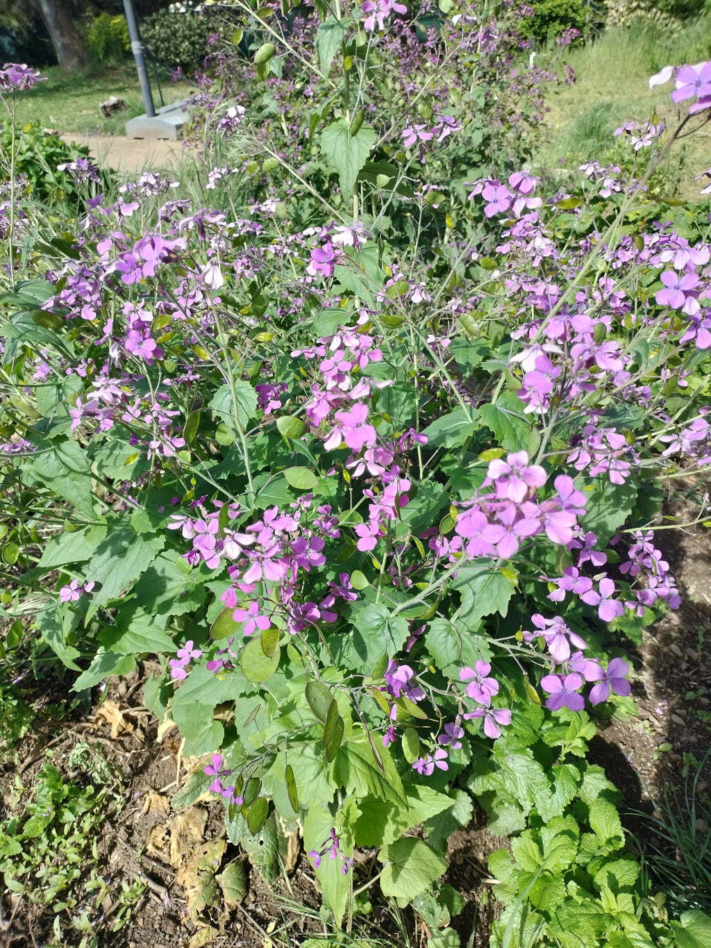 Lunaria annua seeds money plant oxygen maker blooms 2nd year beautiful purple flower landscape cabbage, mustard family sow seeds transplant