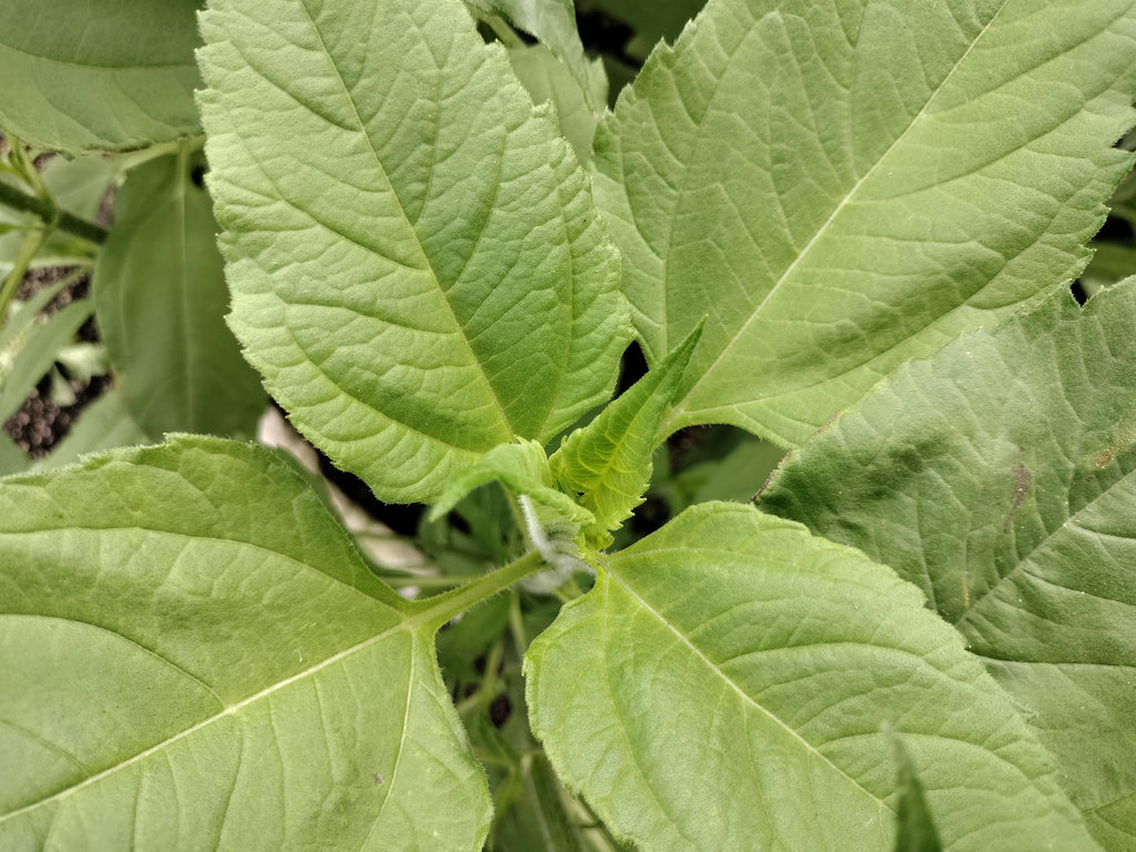 Jerusalem artichokes