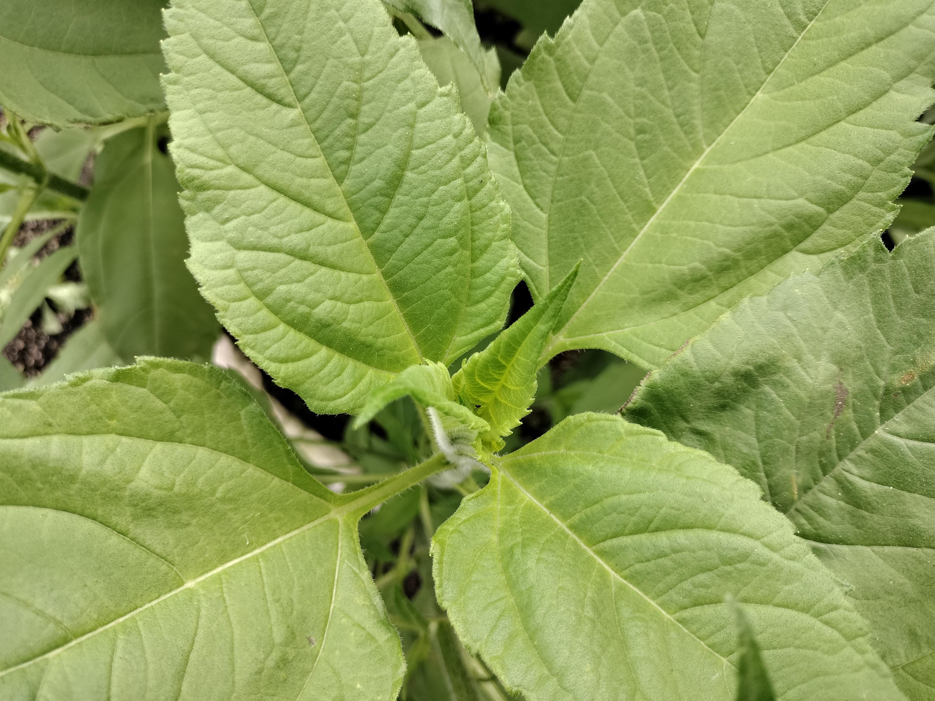 Jerusalem artichokes