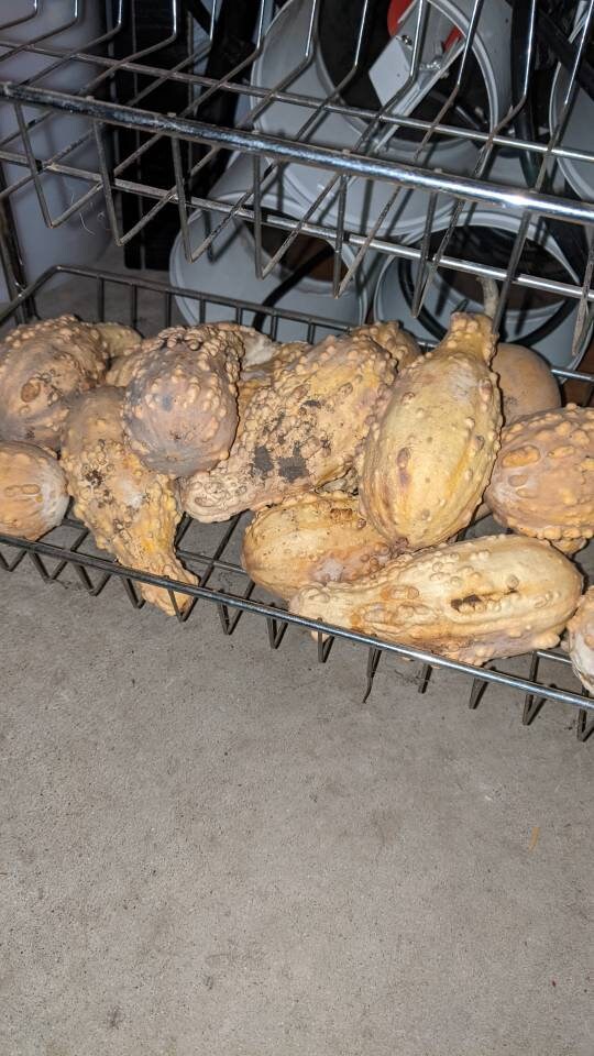 Home grown organic Dried Gourds 3 ct
