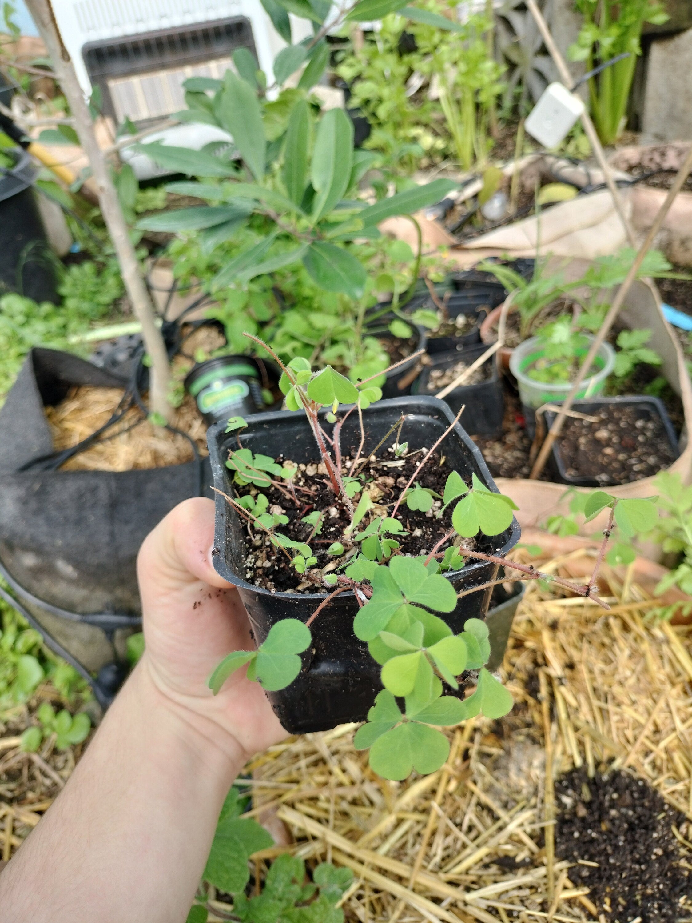 Live plant Clover Oxalis corniculata creeping yellow woodsorrel House Plant Yellow Flowers Clover Oxalis Ground Cover GreenHouse house plant