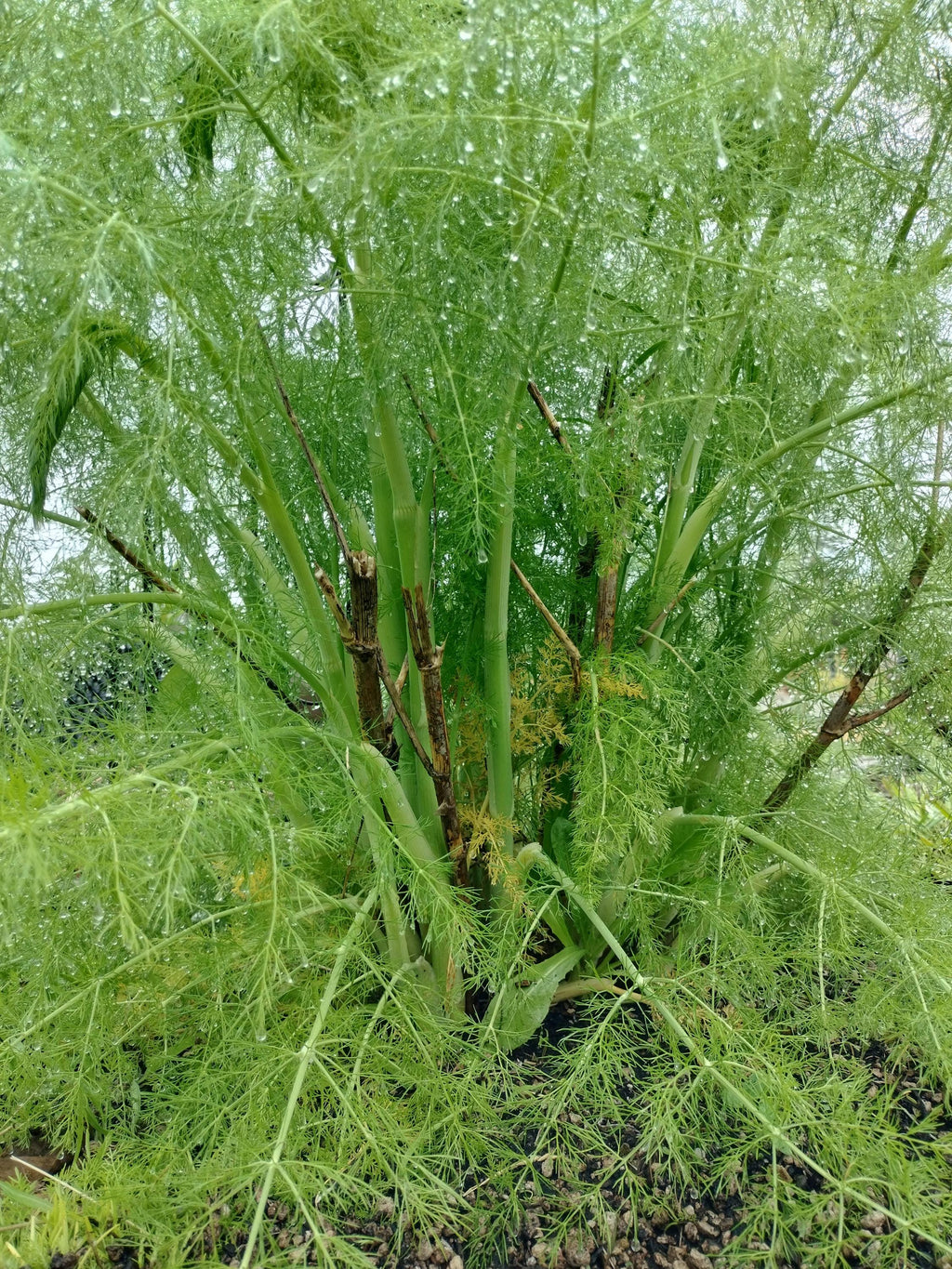fennel plant Foeniculum vulgare live plant fennel garden potted plants fennel foeniculum fennel vulgare live plant fennel vulgare live pot