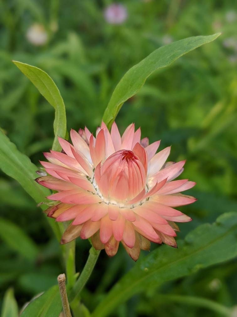 Strawflower helichrysum flower seed beautiful flowers garden accent all colors mix strawflower seed