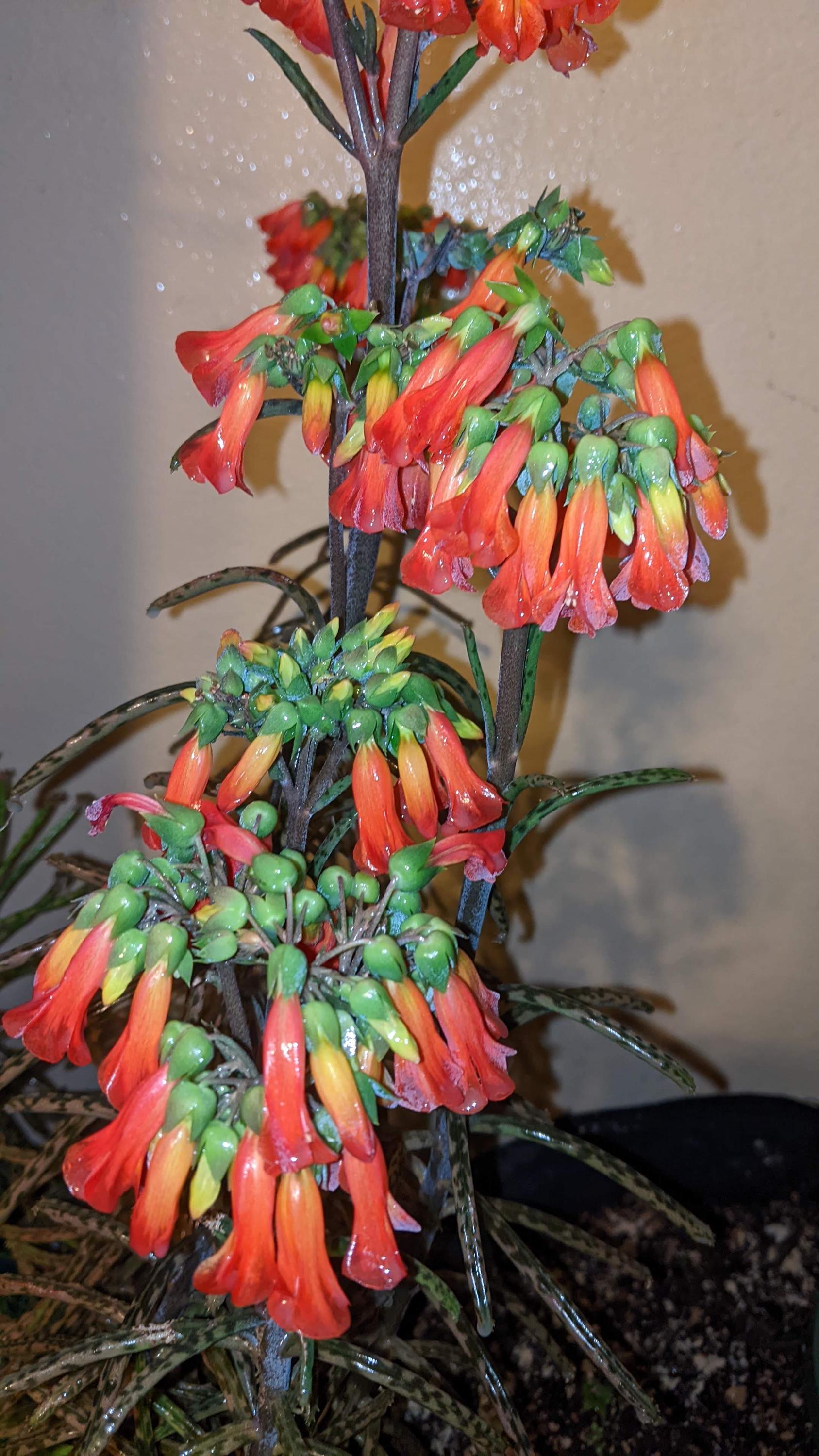 mother million babies succulents Madagascar rare plant zones 10-12 gift energy plant (25 count)