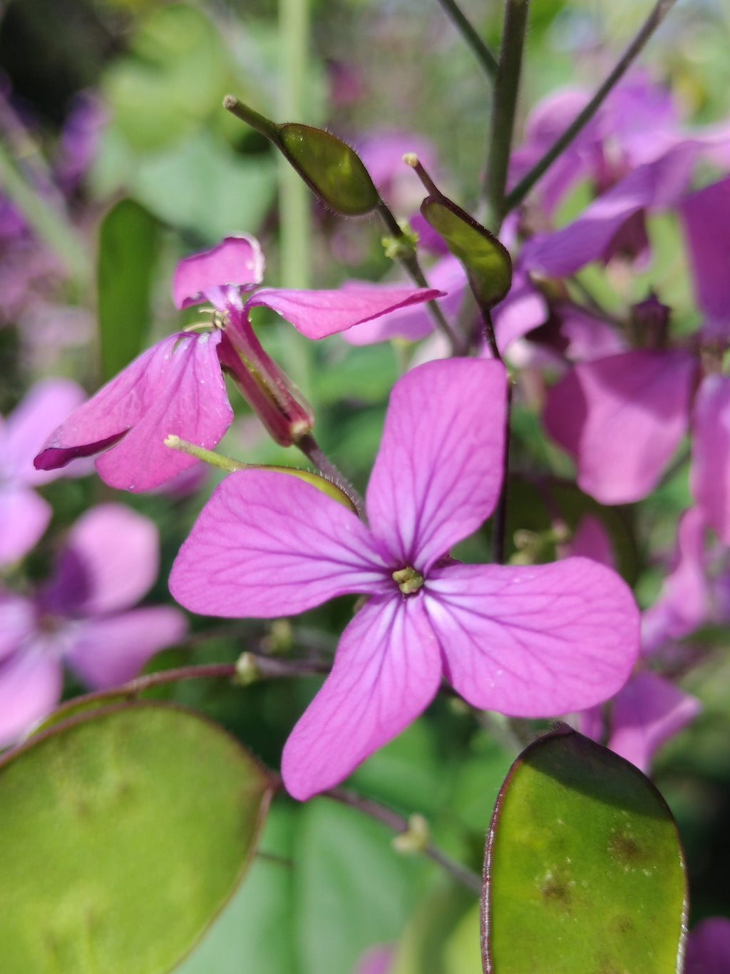 Lunaria annua seeds money plant oxygen maker blooms 2nd year beautiful purple flower landscape cabbage, mustard family sow seeds transplant