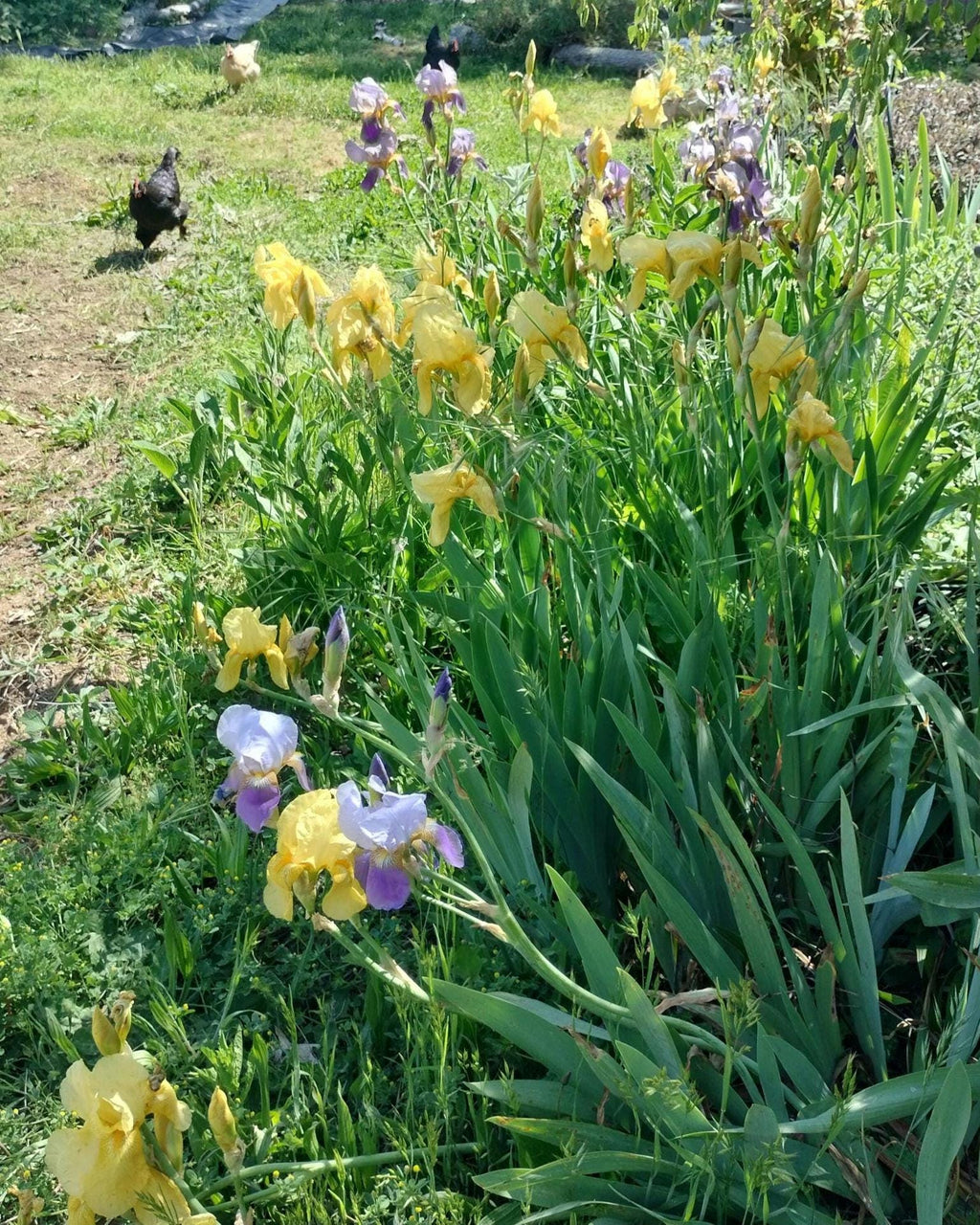 bearded iris bulbs iris bulbs mix colorful flowers landscaping iris flowers bearded iris bulb flower garden greenhouse