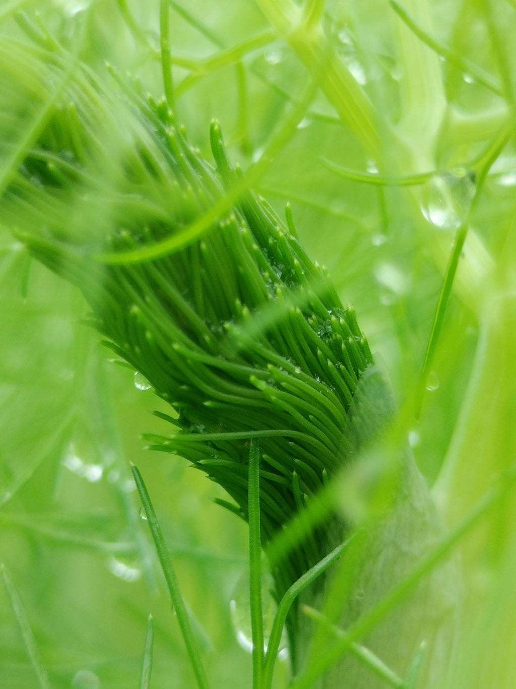 fennel plant Foeniculum vulgare live plant fennel garden potted plants fennel foeniculum fennel vulgare live plant fennel vulgare live pot