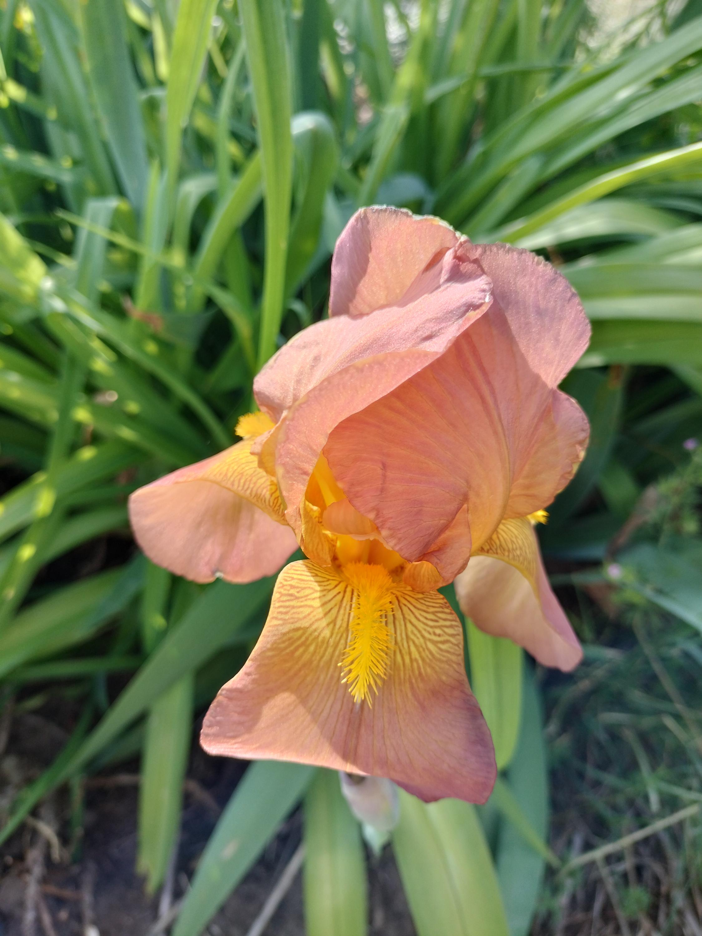 bearded iris bulbs iris bulbs mix colorful flowers landscaping iris flowers bearded iris bulb flower garden greenhouse