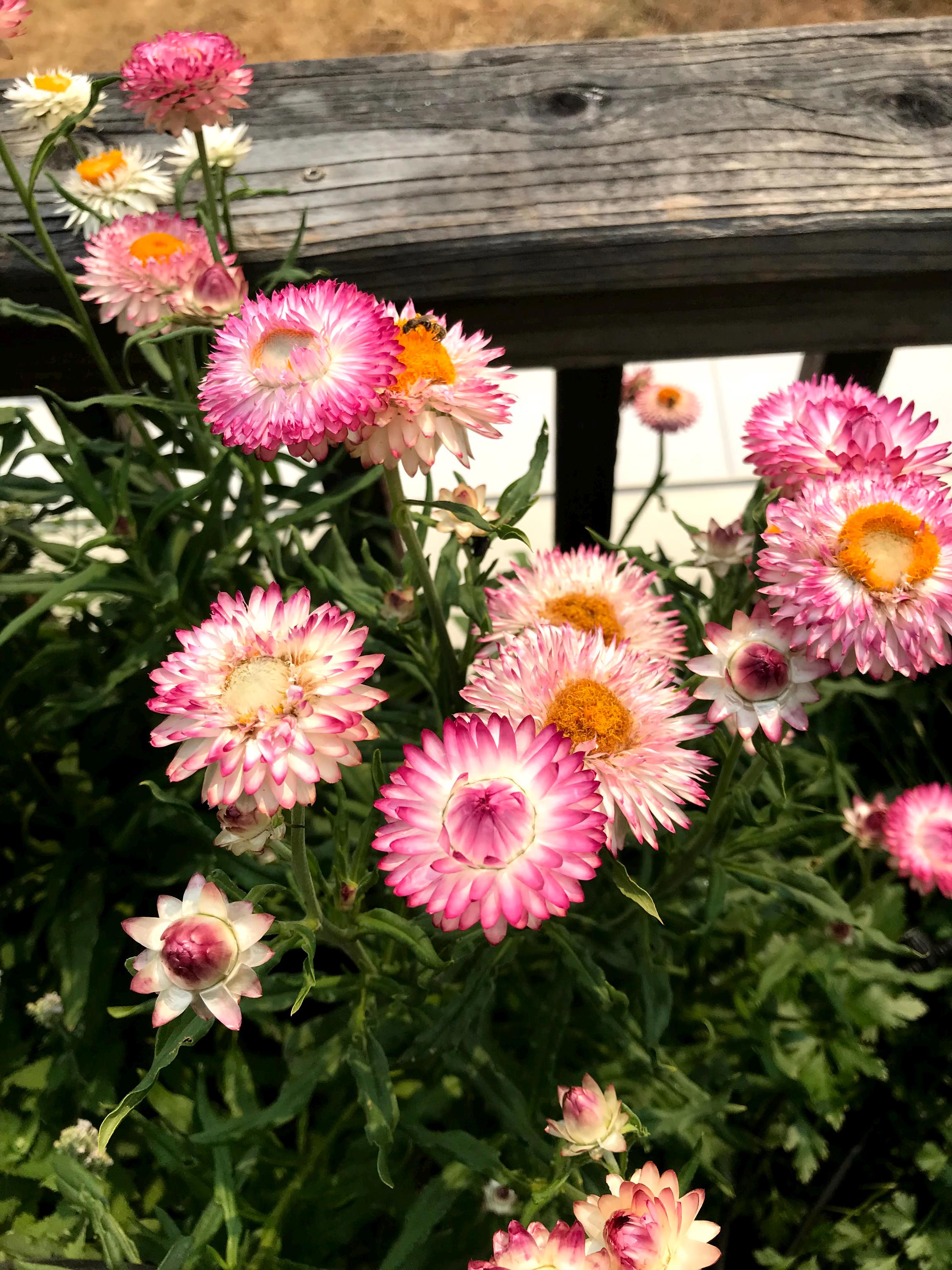 Strawflower helichrysum flower seed beautiful flowers garden accent all colors mix strawflower seed