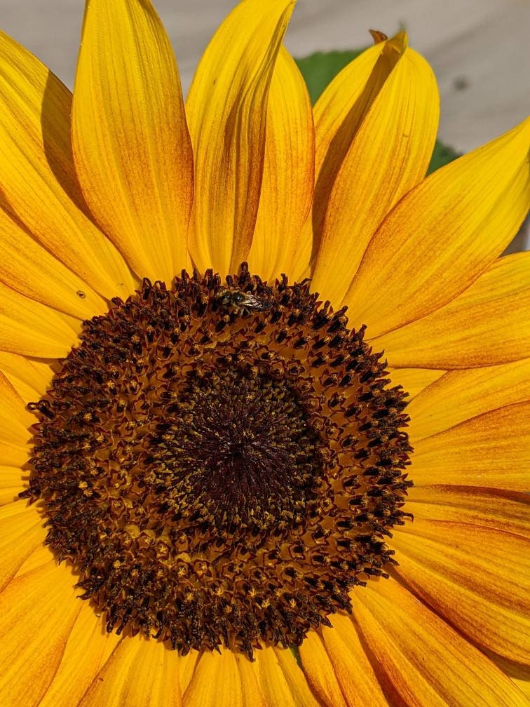 Sun Flower Seeds 35ct