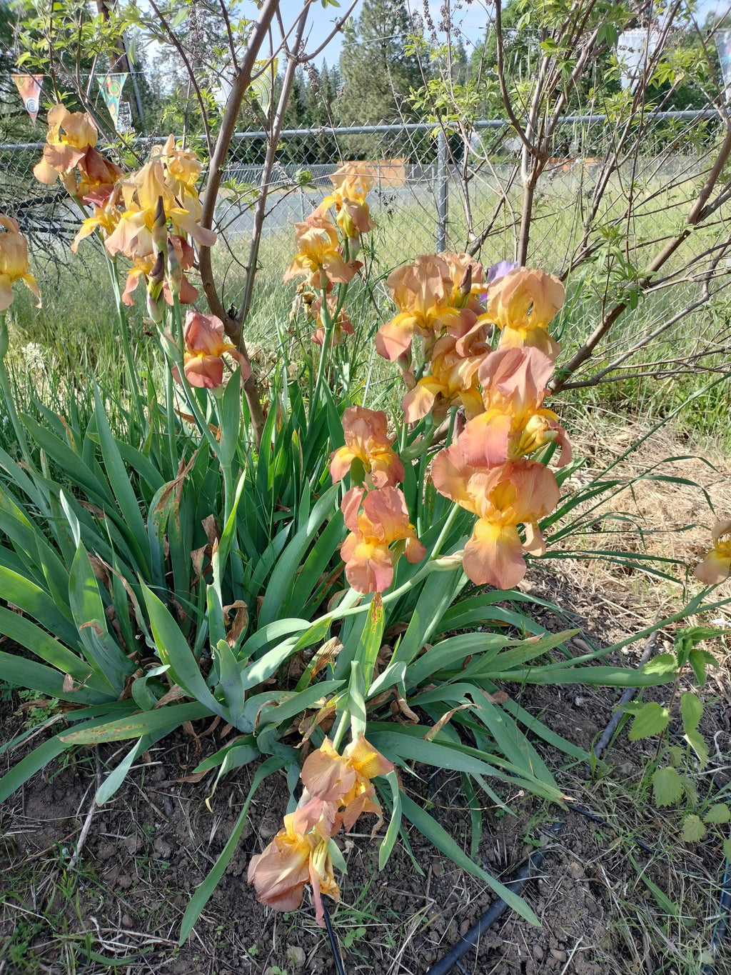 bearded iris bulbs iris bulbs mix colorful flowers landscaping iris flowers bearded iris bulb flower garden greenhouse