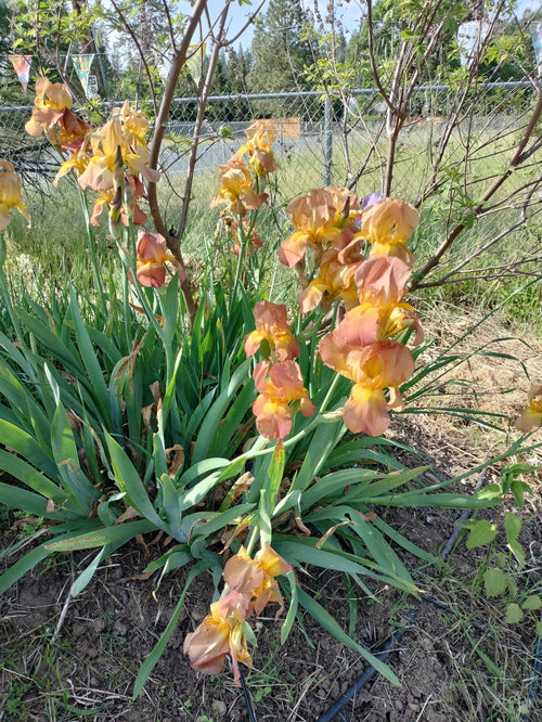 bearded iris bulbs iris bulbs mix colorful flowers landscaping iris flowers bearded iris bulb flower garden greenhouse