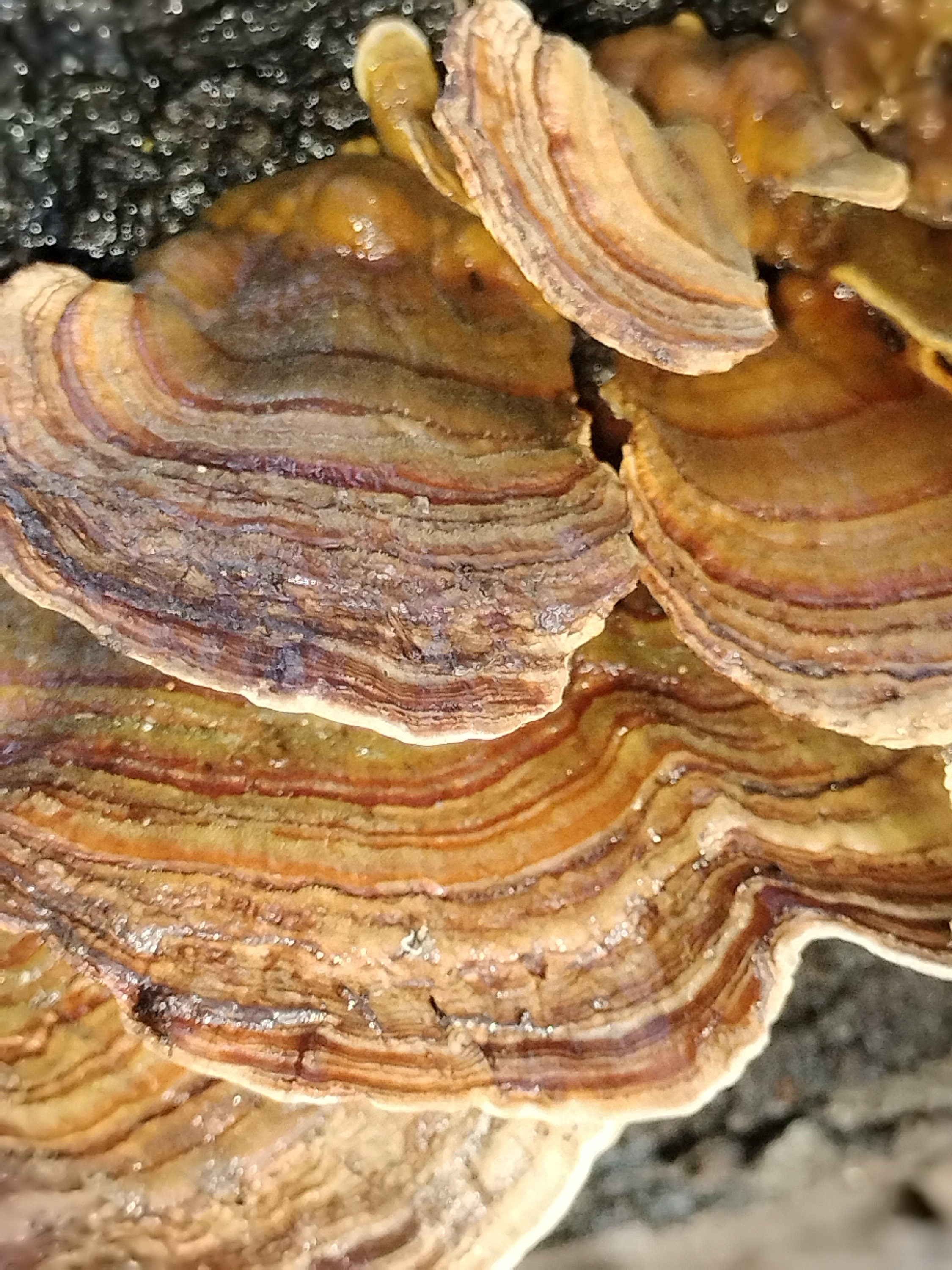 Coridus versicolor Turkey tail mushroom dehydrated half oz , gut health, coffee replacement, tea, healthy, beautiful mushroom, turkey tail,