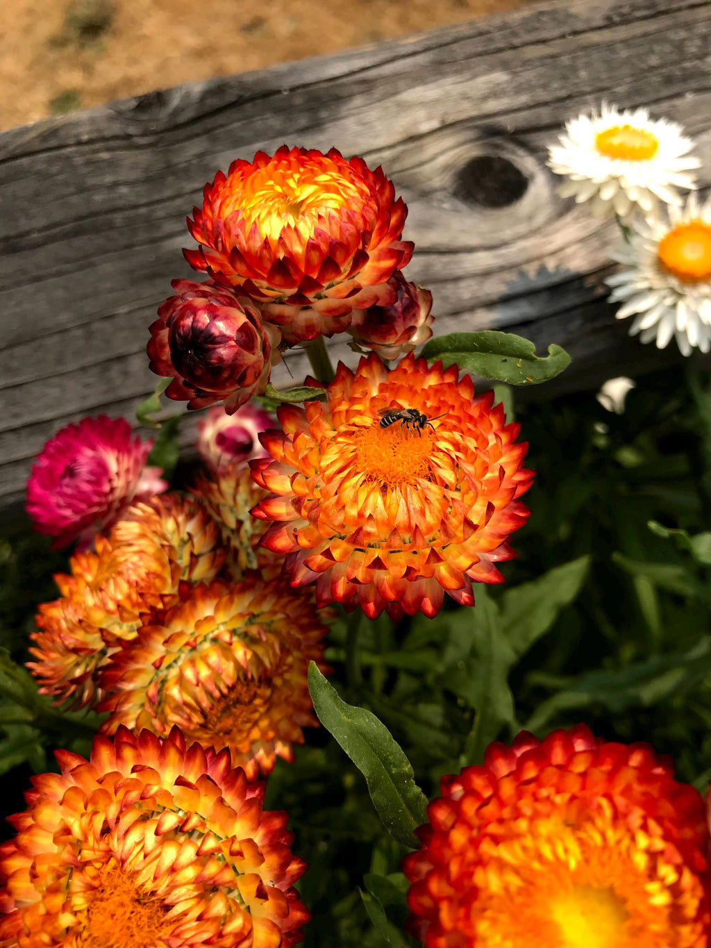 Strawflower helichrysum flower seed beautiful flowers garden accent all colors mix strawflower seed