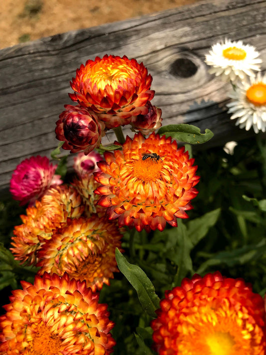 Strawflower helichrysum flower seed beautiful flowers garden accent all colors mix strawflower seed