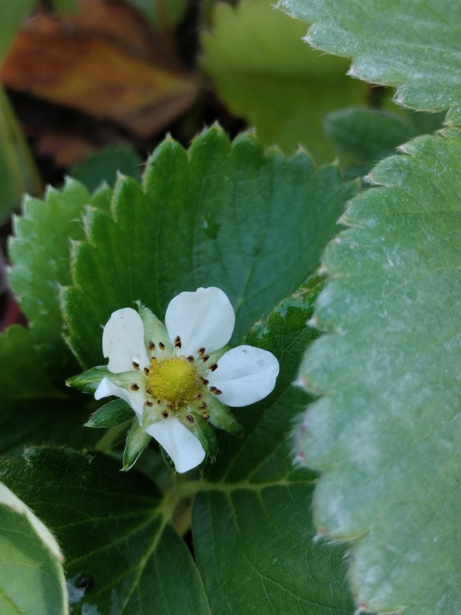 Organic Fragaria Strawberry Plants Bareroot and live Plants in 4 inch pots , edible garden , strawberry, live plant , Bareroot , beautiful