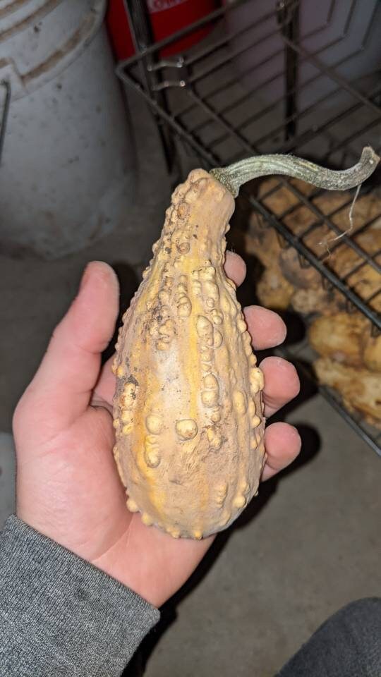 Home grown organic Dried Gourds 3 ct
